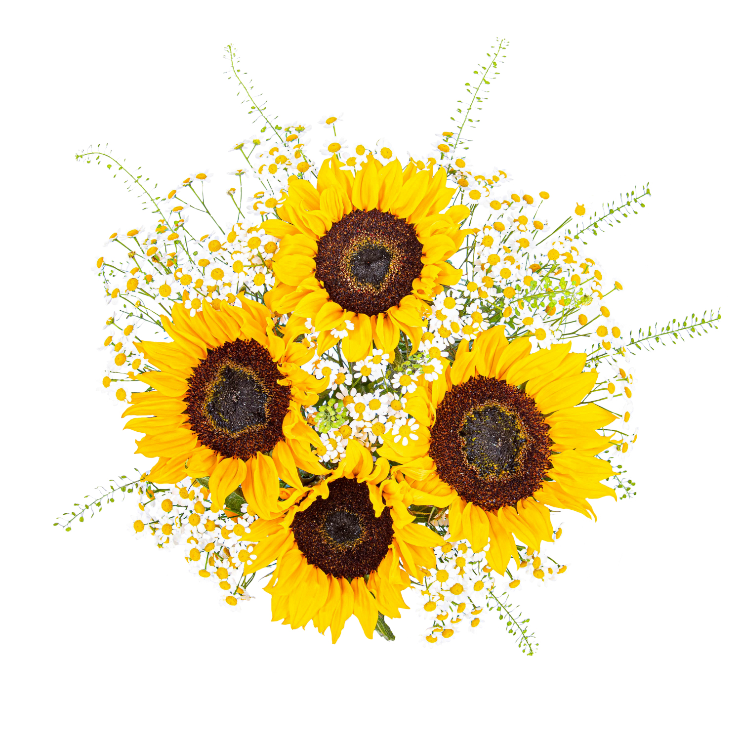 British Sunflower Surprise B&M Flowers