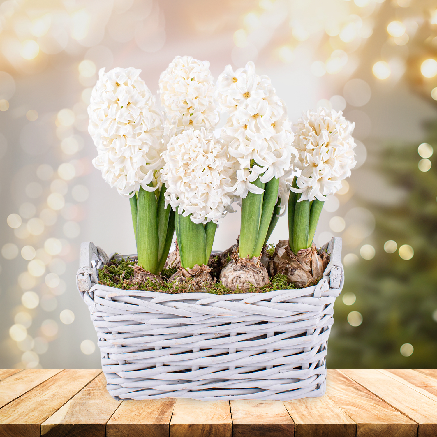 White Christmas Hyacinths B&M Flowers