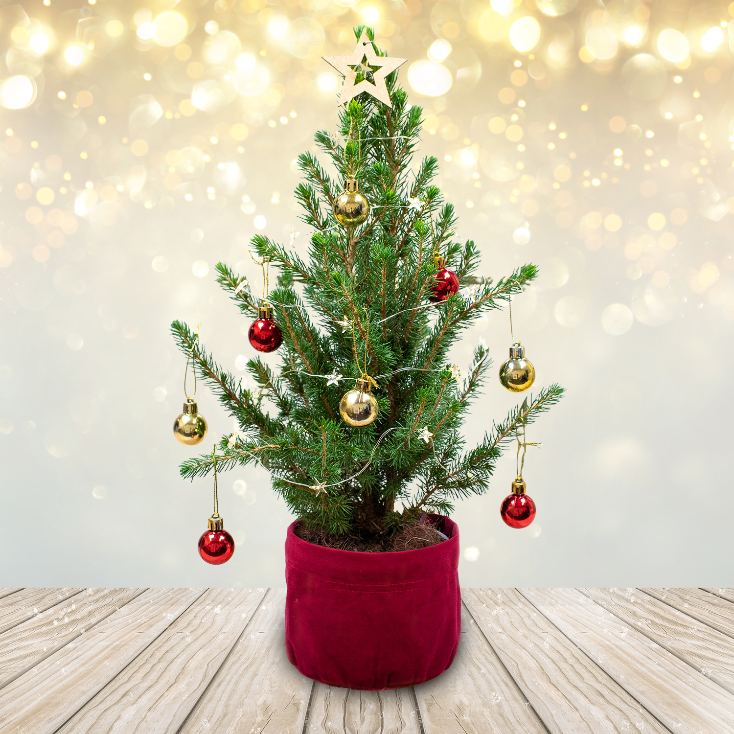 Letterbox Christmas Tree B&M Flowers