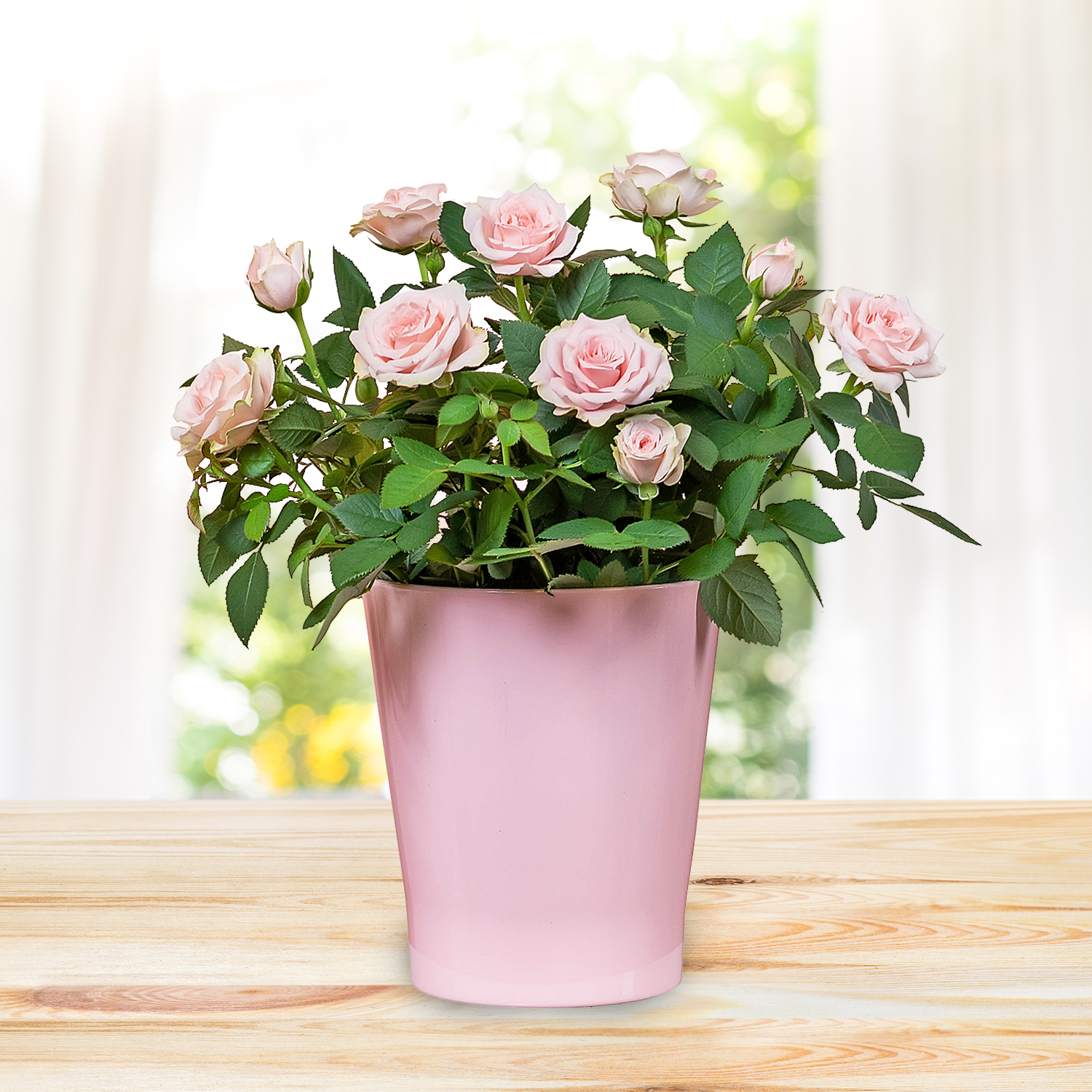 Classic Rose Plant B&M Flowers