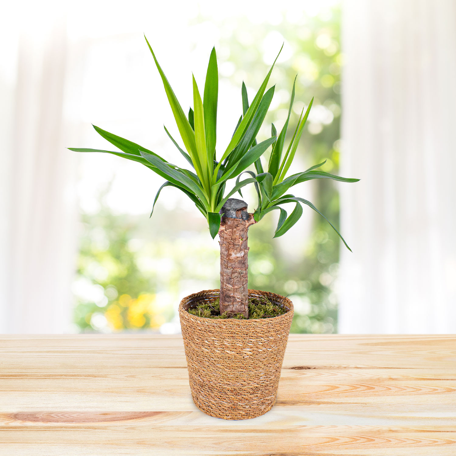 Yucca Plant B&M Flowers