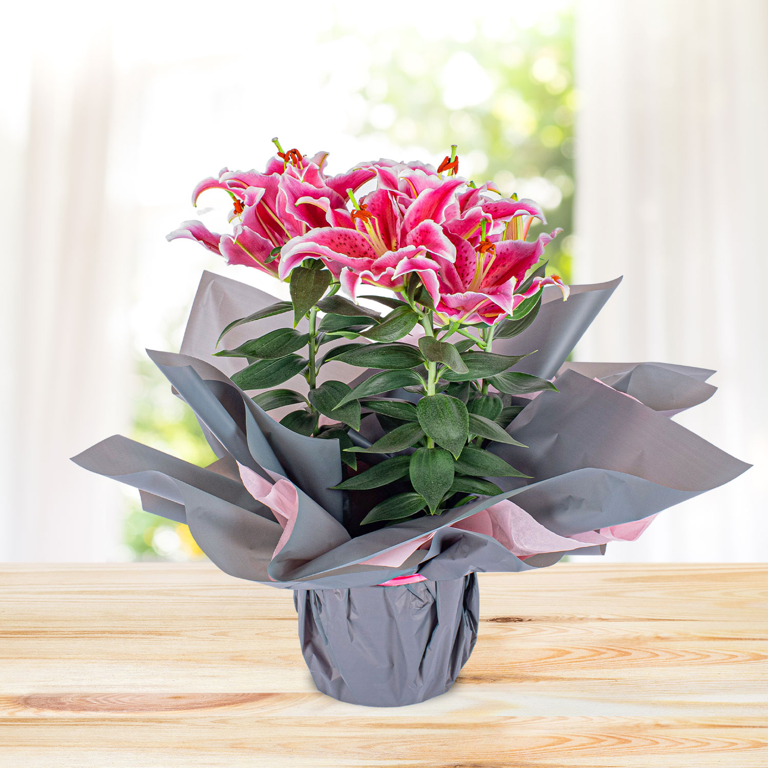 Oriental Lily Plant B&M Flowers